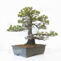VENDU Pinus pentaphylla 24010222