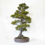 VENDU Pinus pentaphylla 24010223