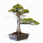 Pinus pentaphylla 24010225
