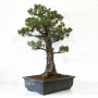 Pinus pentaphylla 24010227
