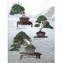 BONSAI FOCUS N° 121