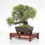 vendu Pinus pentaphylla  170302210