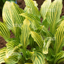 Hosta siberian tiger