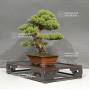 VENDU juniperus chinensis itoigawa ref 03060225