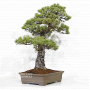 PT Pinus pentaphylla 07040221