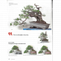 BONSAI FOCUS N° 124