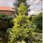 sequoiadendron giganteum vida magical mistery