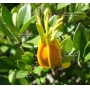 VENDU gardenia jasminoides 23070211