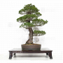 VENDU Pinus pentaphylla kokonoe du Japon ref :1909