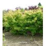 Acer palmatum katsura en godet