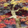 VENDU acer palmatum seigen ref :042025