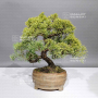 VENDU juniperus chinensis itoigawa 20090241