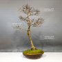 VENDU Acer buergerianum 03120242