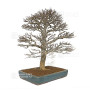 VENDU Acer buergerianum ref :21020253