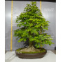 acer palmatum 150525