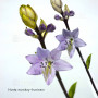 hosta monkey business