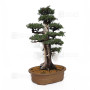 juniperus rigida ref: 19070252