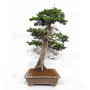 Juniperus rigida 20070251