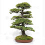 picea  jezoensis 28070252