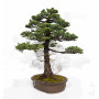picea  jezoensis 28070251