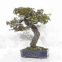 eleagnus pungens 28070254