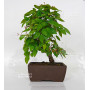 carpinus turczaninowii ref : 23070251