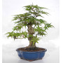 acer palmatum seigen  ref : 23070253