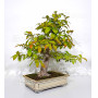 pseudocamelia japonica 23070254