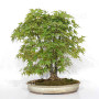 Acer palmatum ref: 24070252