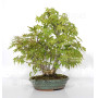 VENDU acer palmatum ref: 24070254