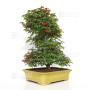 acer palmatum deshojo 24070253