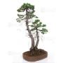 PINUS PENTAPHYLLA ref: 24070255