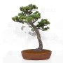 Pinus pentaphylla du Japon ref :24070256