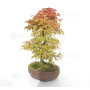 acer palmatum deshojo 17030234