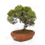 juniperus chinensis itoigawa ref 12020255