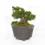 Juniperus chinensis itoigawa 12020254