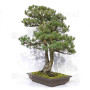 pinus pentaphylla 120202510