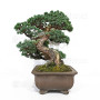 pinus pentaphylla nasu musume  ref:21020252