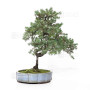 juniperus rigida ref: 210202514