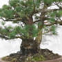 Pinus pentaphylla ref: 21020258