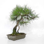pinus densiflora ref : 210202511