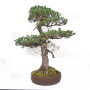 Pinus pentaphylla ref: 21020254