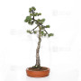 Pinus pentaphylla ref 21020255