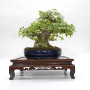 acer buergerianum ref: 18080233