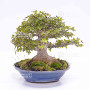 Acer buergerianum ref:25090251