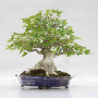 acer buergerianum ref: 25090252