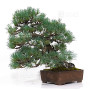 Pinus pentaphylla 10110252