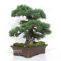 PINUS PENTAPHYLLA 16120256