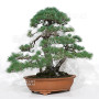 Pinus pentaphylla 16120257