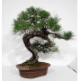 Pinus thunbergii ref: 28070262